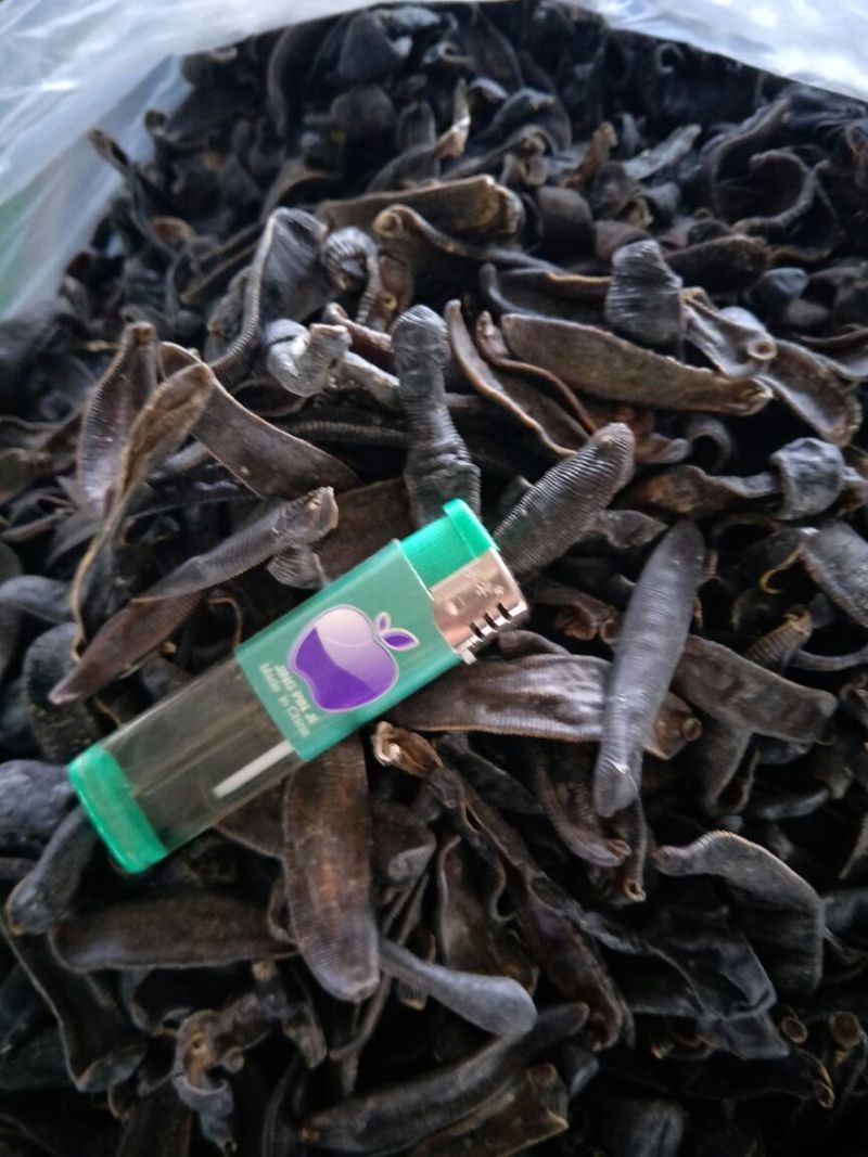 宽体金线蛭药用