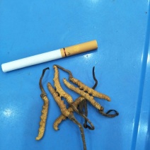 冬虫夏草散装