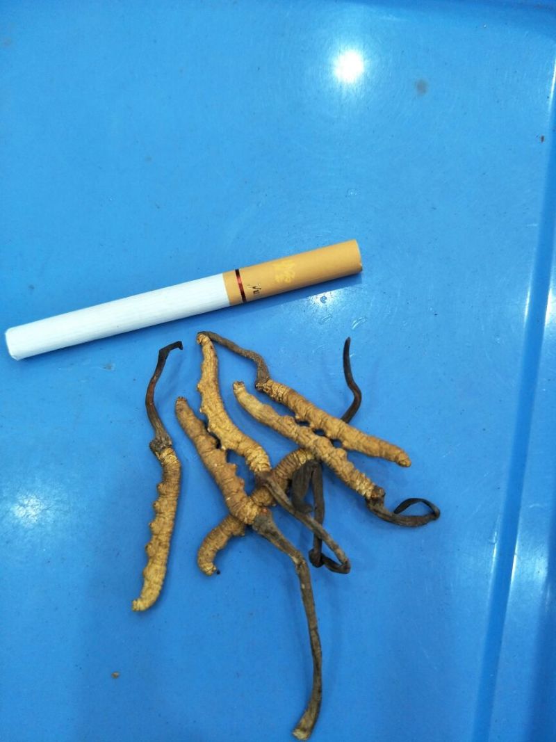 冬虫夏草散装