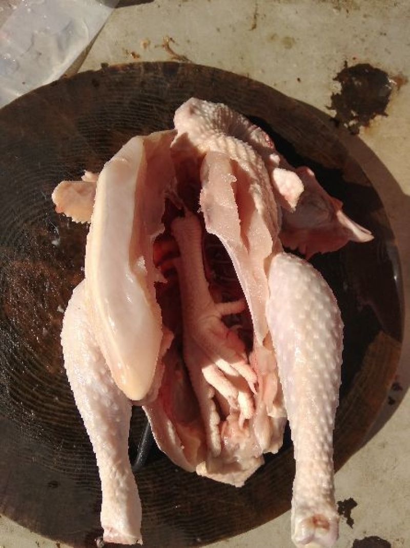 土鸡5-6个月