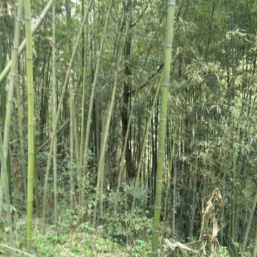 竹子7~8m