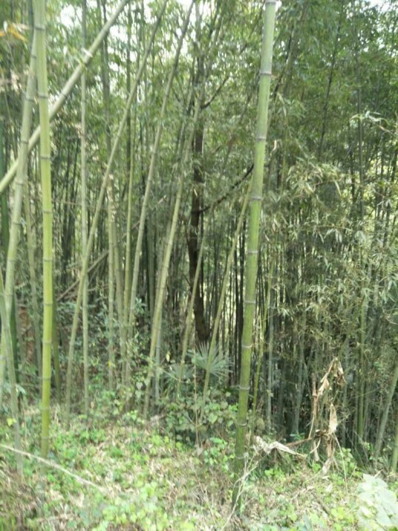 竹子7~8m