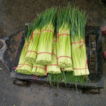杂交蒜薹通货，河南红帽蒜薹全国各地可发50~60cm