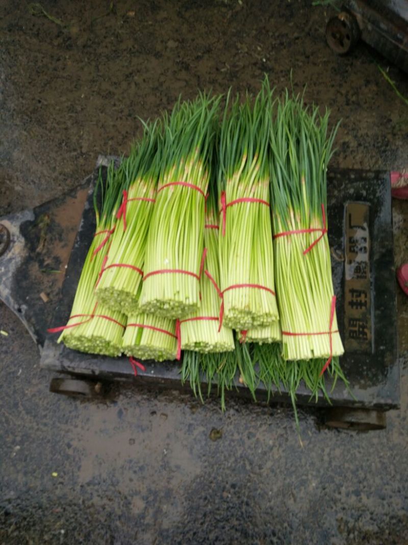 杂交蒜薹通货，河南红帽蒜薹全国各地可发50~60cm