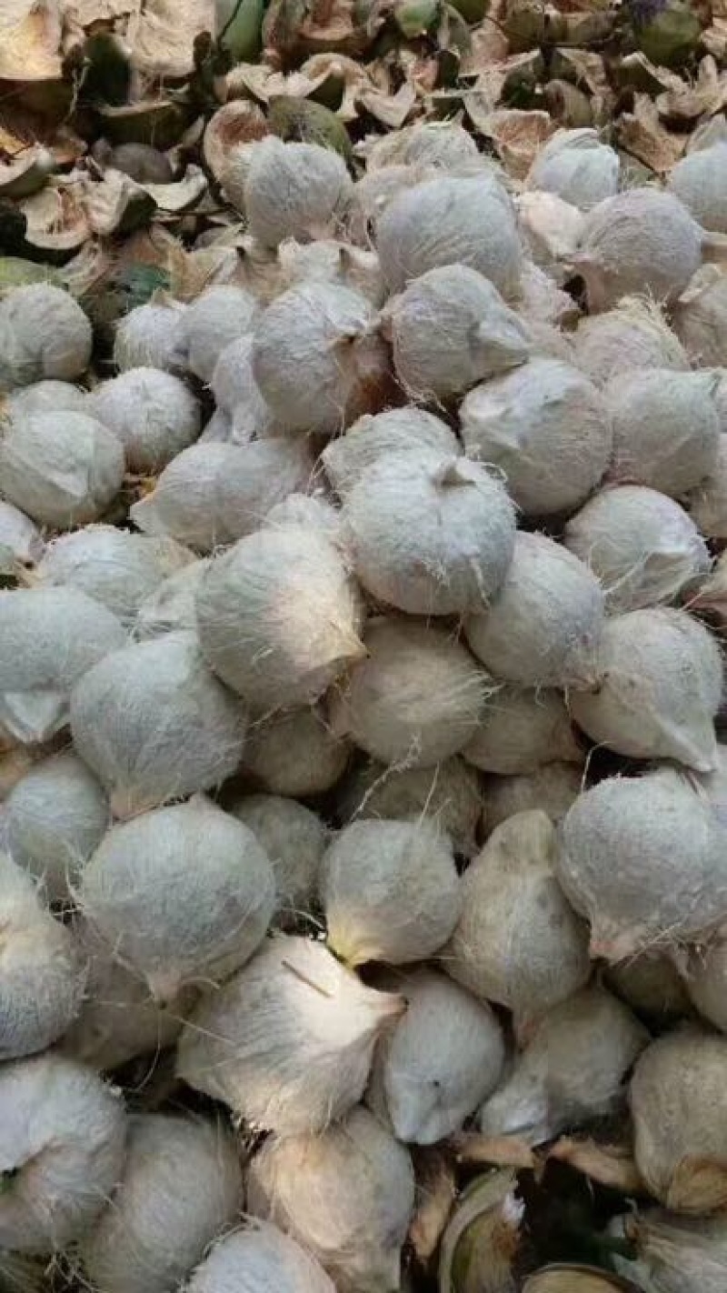 海南椰子4~5斤