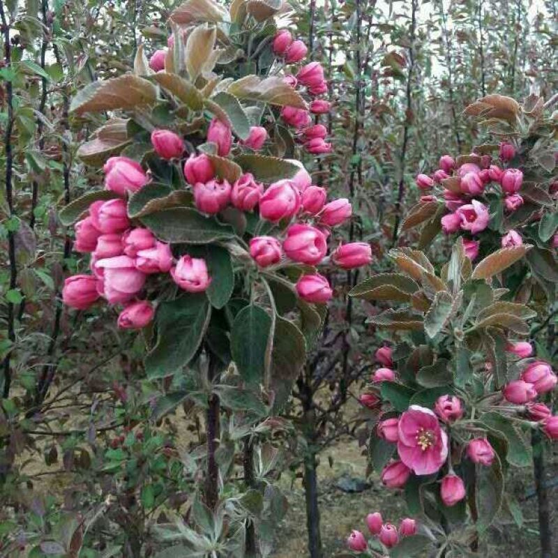 海棠树苗2~4cm4cm以下自己种植对接全国客商
