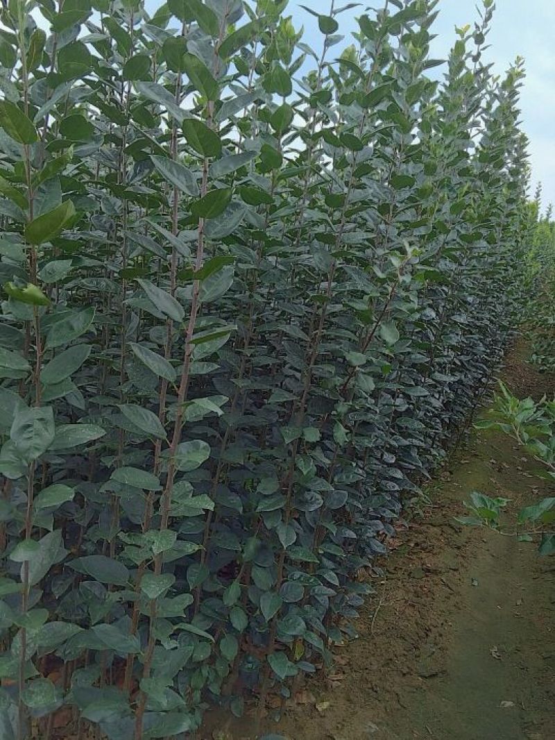 海棠树苗2~4cm4cm以下自己种植对接全国客商
