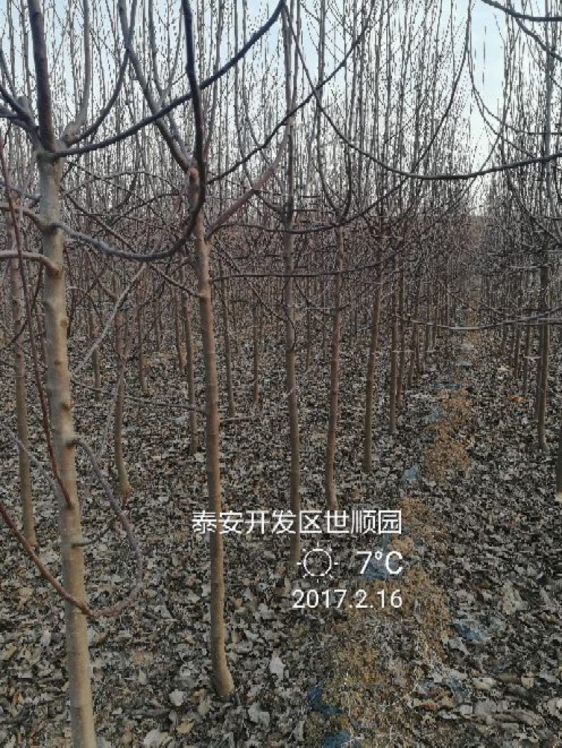 海棠树苗2~4cm4cm以下自己种植对接全国客商