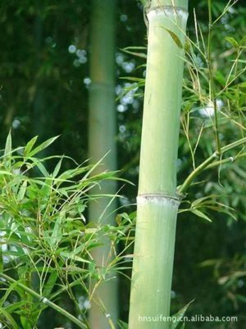 楠竹6cm以上6米以上