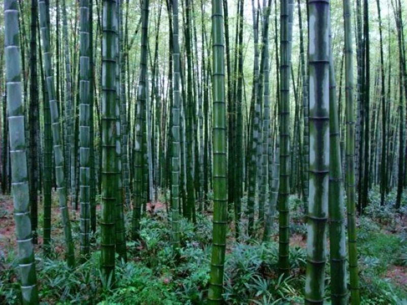 楠竹6cm以上6米以上