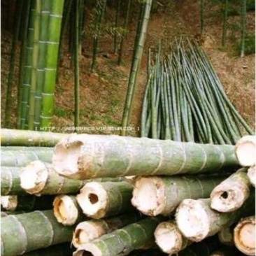 楠竹6cm以上6米以上