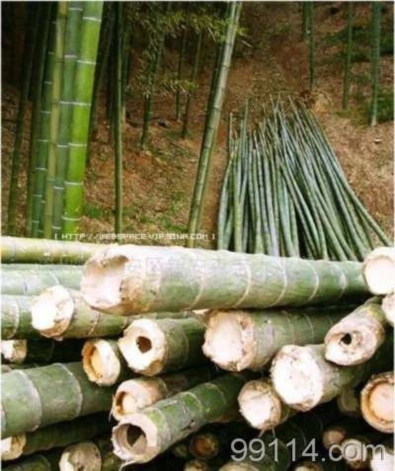 楠竹6cm以上6米以上