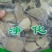 两面针广东干货地下纯根含量高2斤起包邮