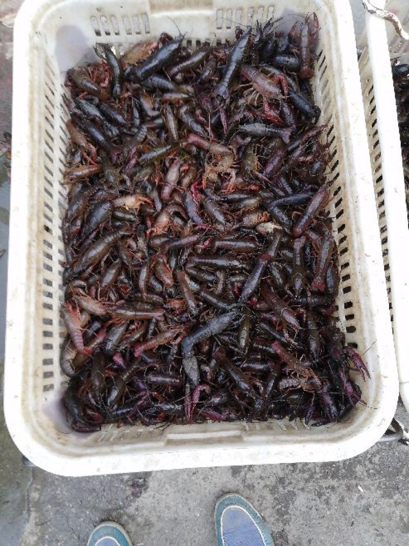 小龙虾小龙虾主养4-6钱（20-30克）食用活虾