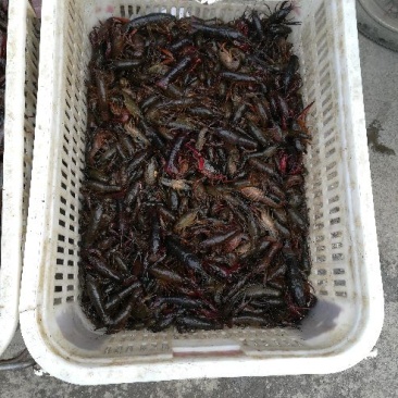 小龙虾小龙虾主养4-6钱（20-30克）食用活虾
