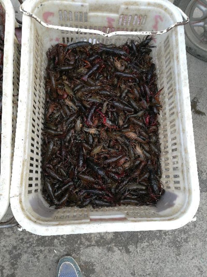 小龙虾小龙虾主养4-6钱（20-30克）食用活虾