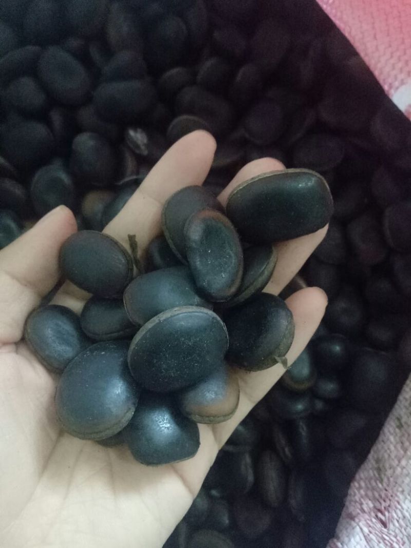 油麻藤种子爬藤树种子牛马藤种子产地直销，货量充足