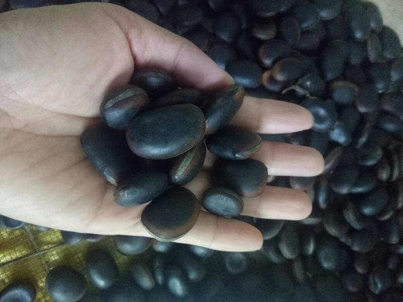 油麻藤种子爬藤树种子牛马藤种子产地直销，货量充足