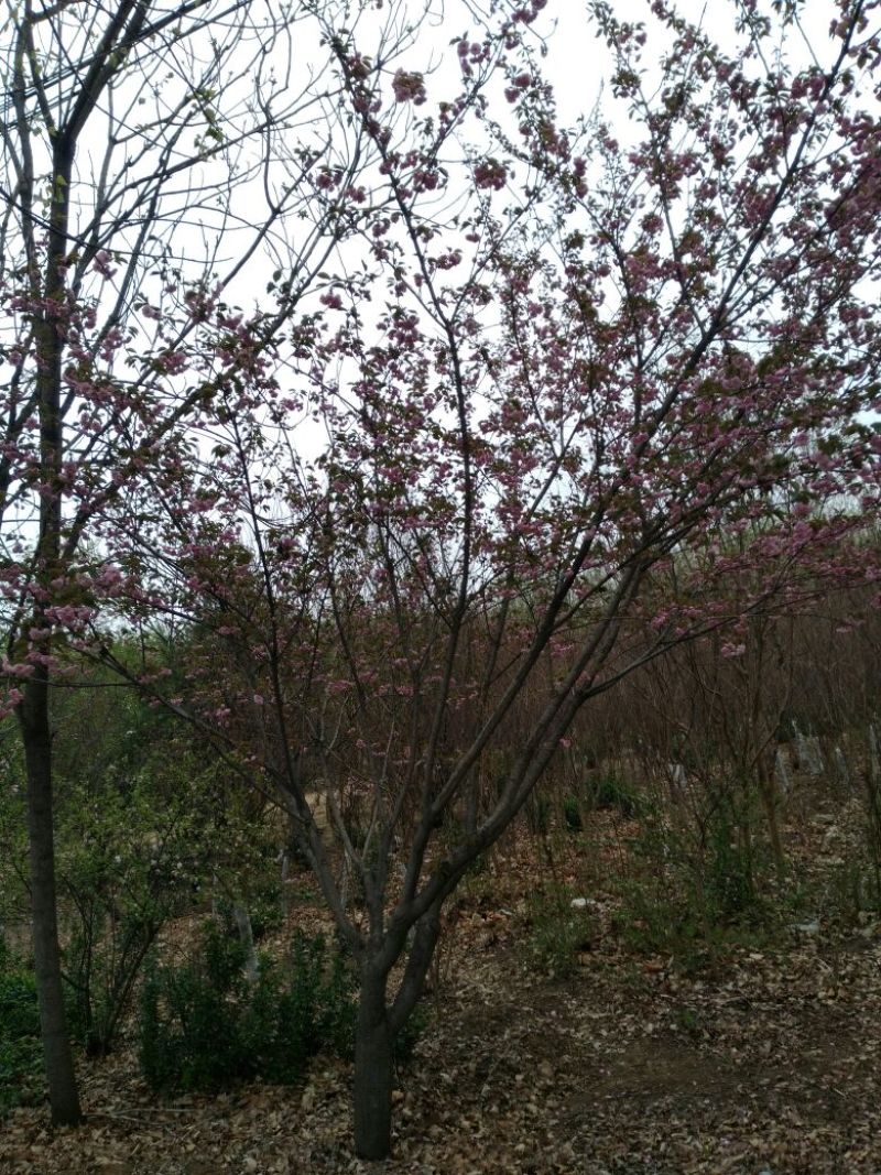 樱花树6~8cm
