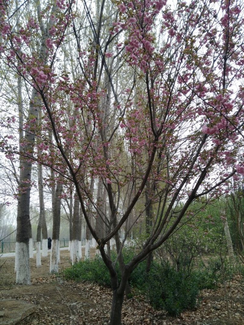 樱花树6~8cm