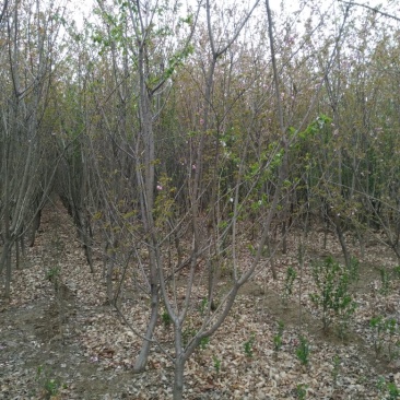 樱花树6~8cm