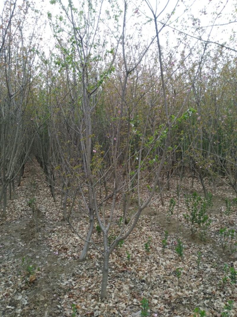 樱花树6~8cm
