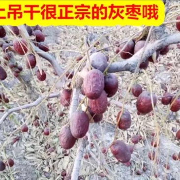 灰枣干枣一级3cm以上