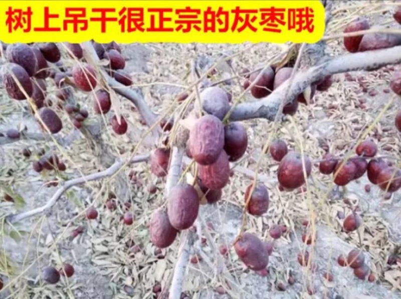 灰枣干枣一级3cm以上