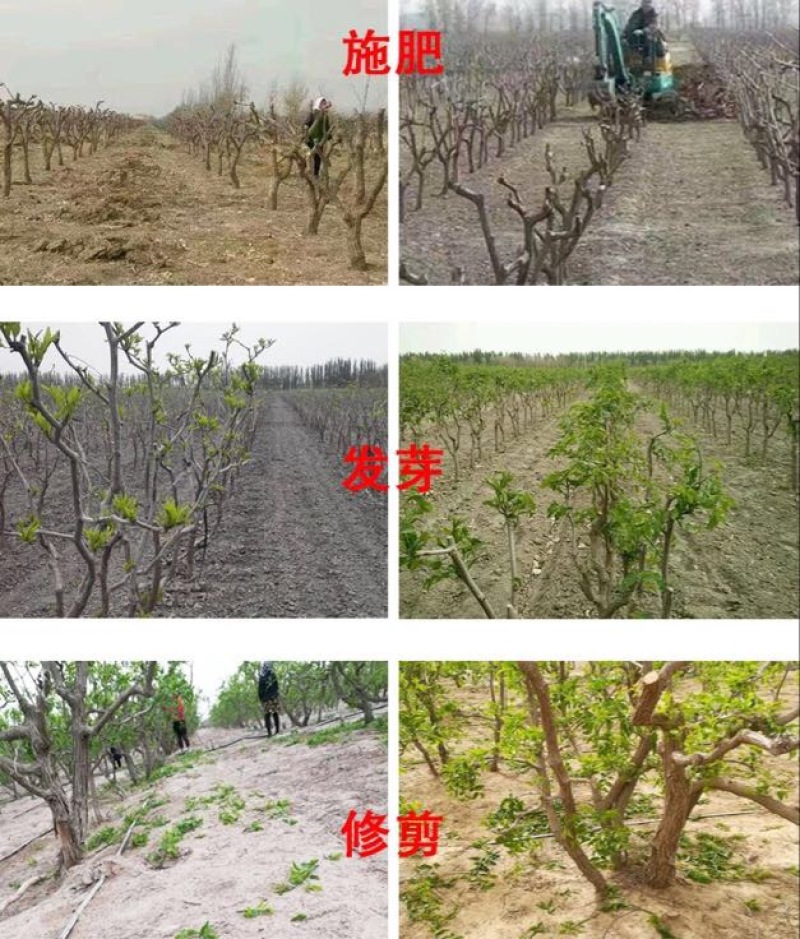 灰枣干枣一级3cm以上