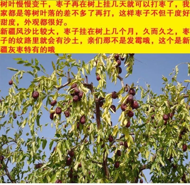 灰枣干枣一级3cm以上