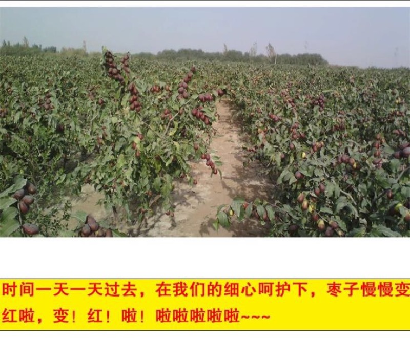 灰枣干枣一级3cm以上