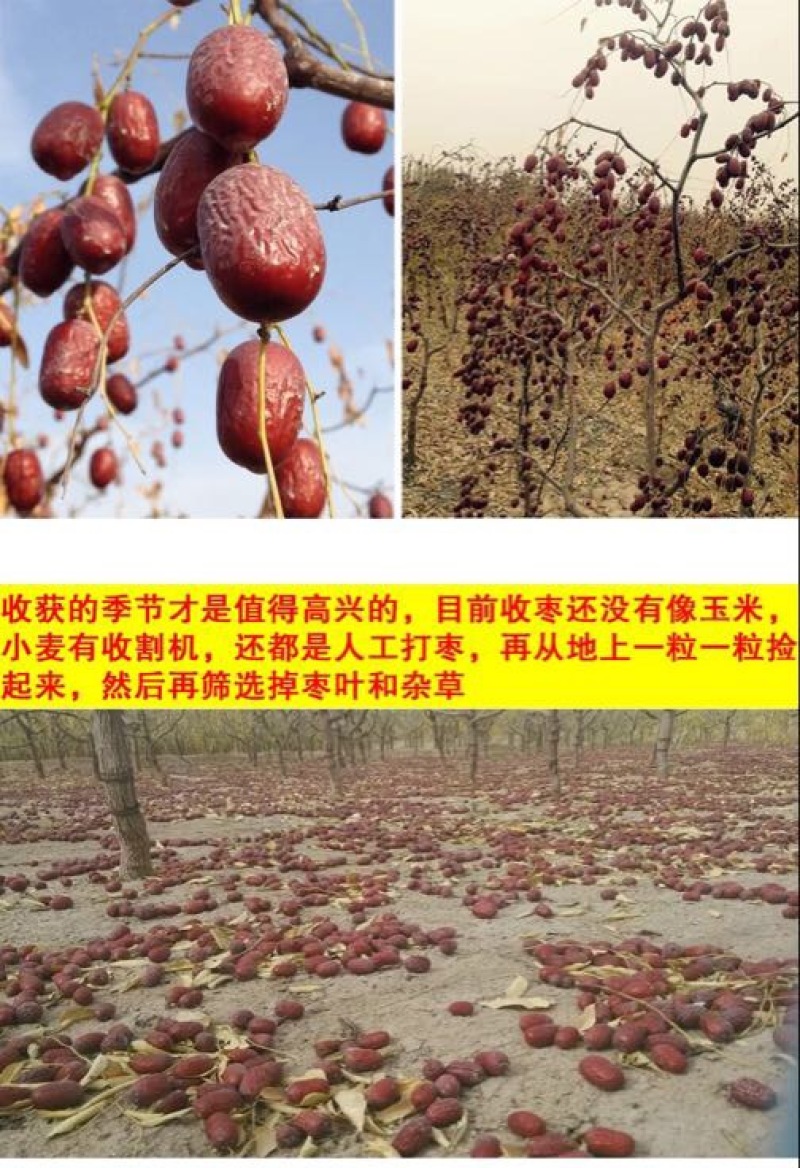 灰枣干枣一级3cm以上