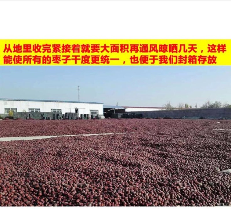 灰枣干枣一级3cm以上