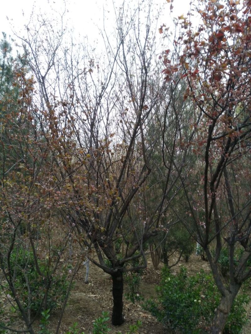 紫叶李