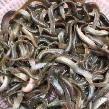 【泥鳅苗】泥鳅苗台湾泥鳅杂交泥鳅货量充足