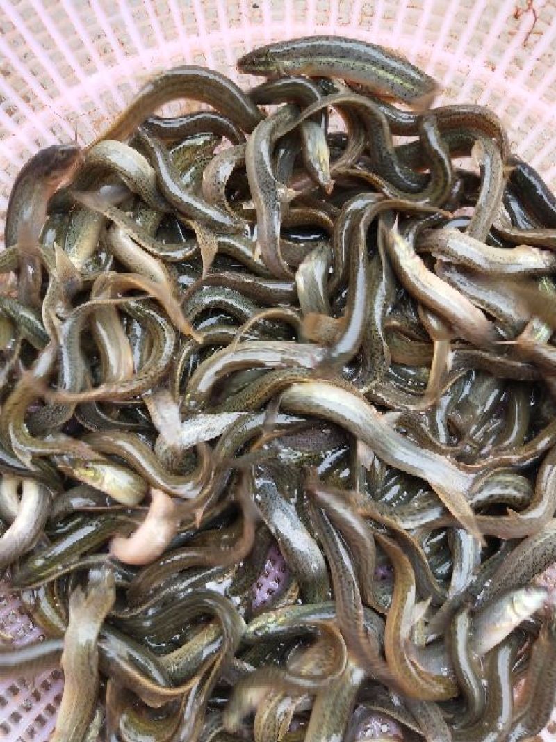 【泥鳅苗】泥鳅苗台湾泥鳅杂交泥鳅货量充足