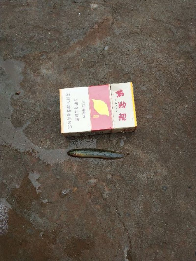 【泥鳅苗】泥鳅苗台湾泥鳅杂交泥鳅货量充足