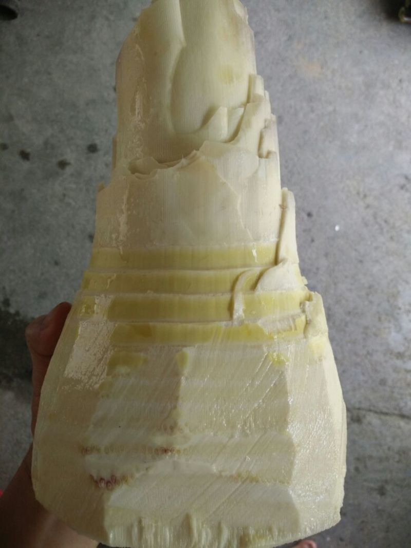 麻竹春笋25~30cm
