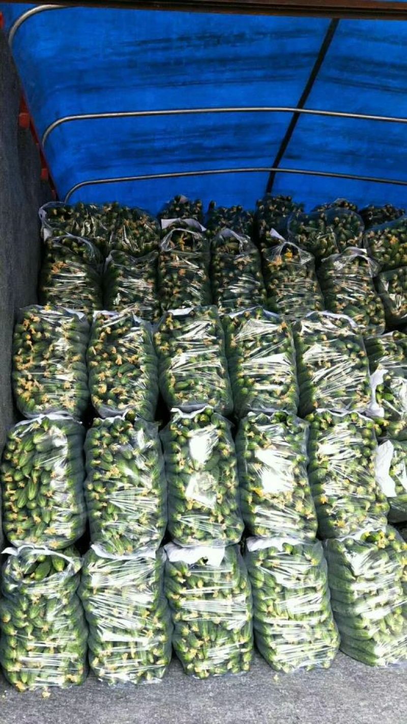 黑油亮黄瓜鲜花带刺25公分以上品质好质量优
