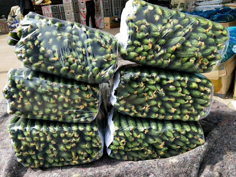 黑油亮黄瓜鲜花带刺25公分以上品质好质量优
