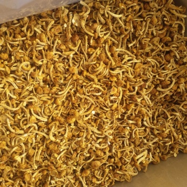滑子菇干品，口感纯正，价格实惠