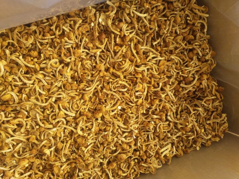 滑子菇干品，口感纯正，价格实惠