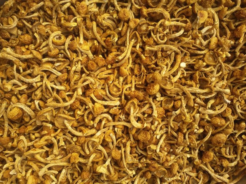 滑子菇干品，口感纯正，价格实惠