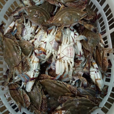 远海梭子蟹食用鲜货