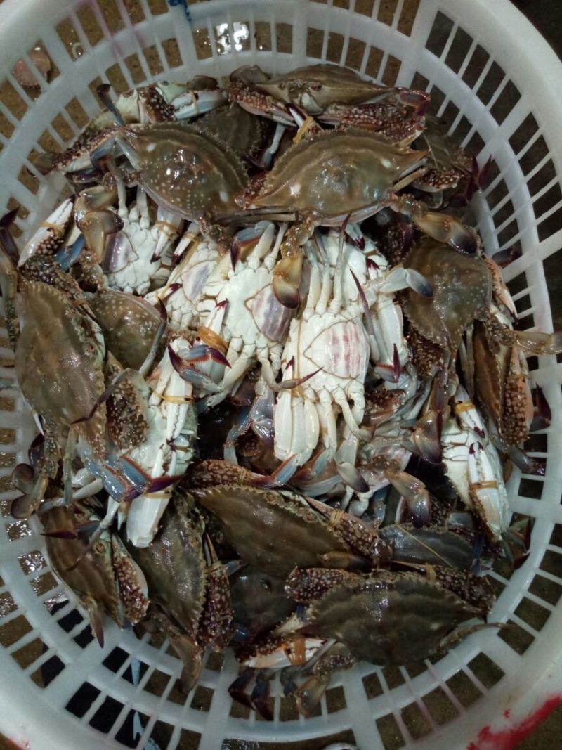 远海梭子蟹食用鲜货