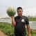 华欣西瓜8斤打底8成熟1茬