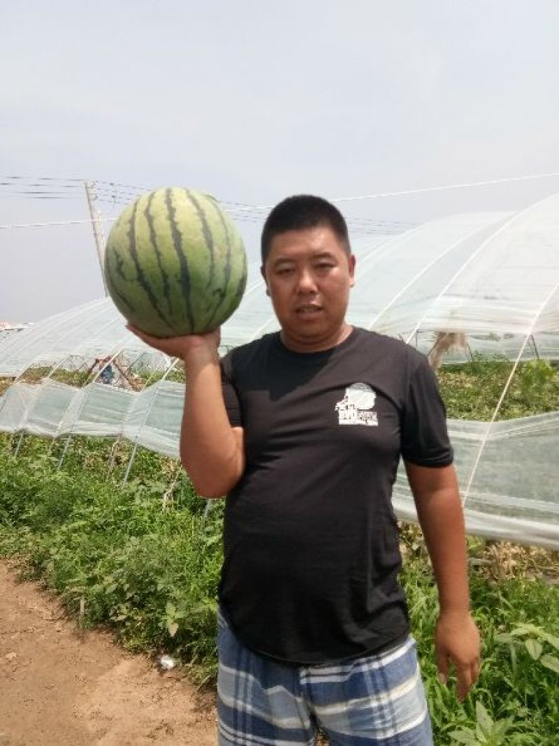 华欣西瓜8斤打底8成熟1茬