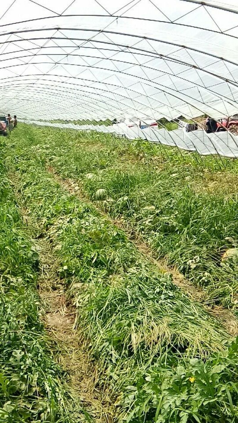 华欣西瓜8斤打底8成熟1茬