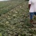 华欣西瓜8斤打底8成熟1茬