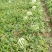 华欣西瓜8斤打底8成熟1茬